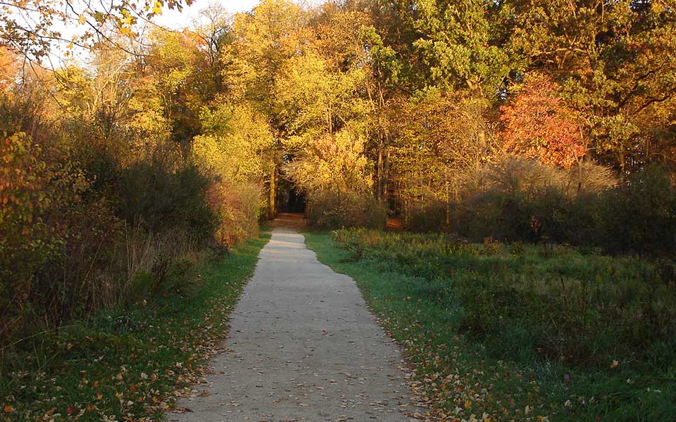 Fall leaves and colors with trail in middle