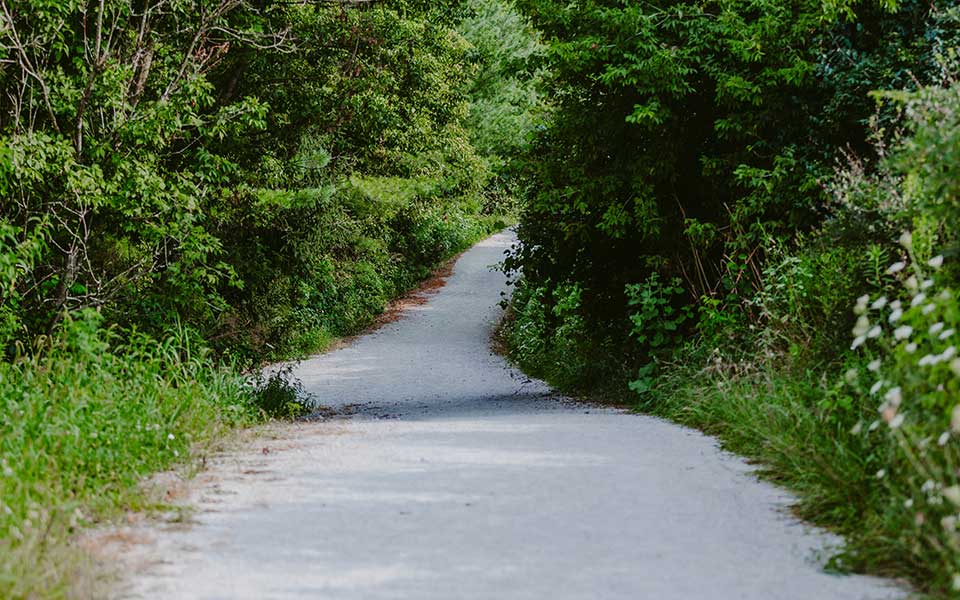 Trail traveling through brush and trees