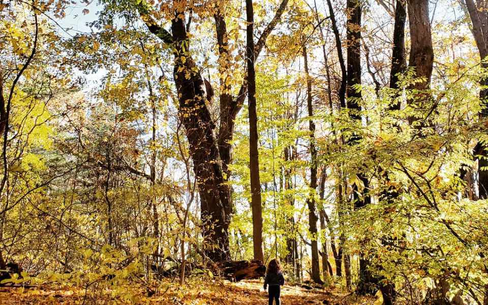 Small child looking at tall trees